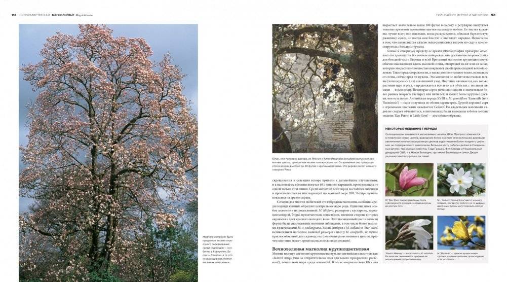 Деревья. Жизнеутверждающее путешествие по лесам, садам и паркам фото книги 8