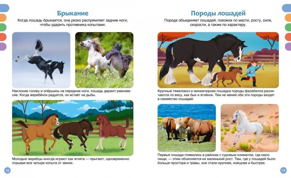 Лошади фото книги 5
