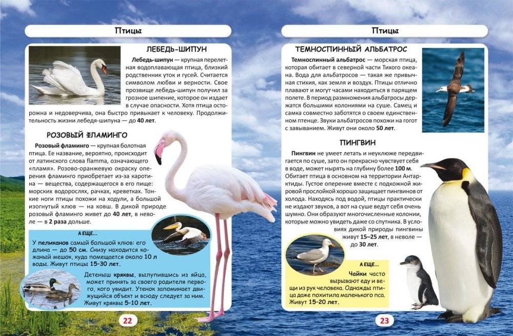 Мир вокруг нас. Кто сколько живет? Фотоэнциклопедия фото книги 3