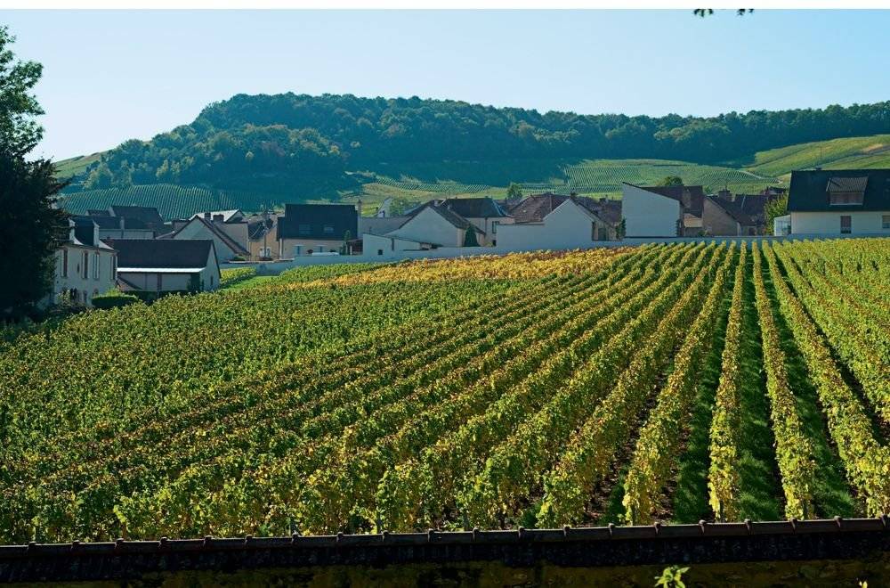 Шампанское: 8000 вкусов и ароматов фото книги 12