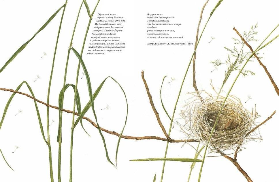 Книга злаков и трав фото книги 2