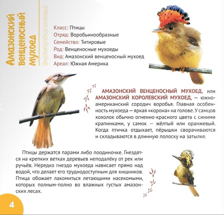 Экзотические птицы. Серия "Планета животных" фото книги 4