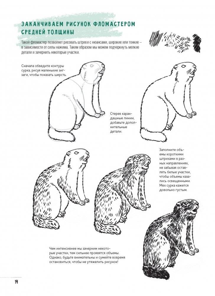 Создаем наброски животных и птиц шаг за шагом. Скетчбук начинающего художника (зеленый, зебра) фото книги 4