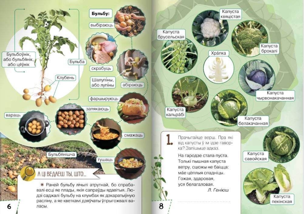 Ласункі агарода, саду, лесу. Узбагачаем слоўнікавы запас, выконваем заданні, пашыраем кругагляд (6-10 гадоў) фото книги 4