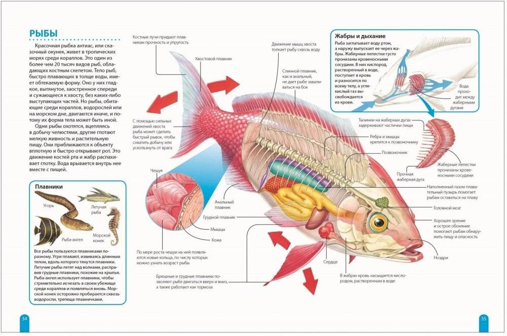 Большая энциклопедия школьника. Как это работает? фото книги 2