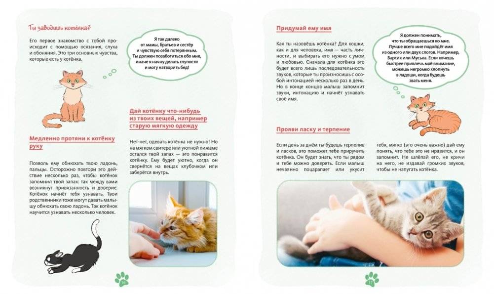 Я и моя кошка. Как понять питомца и стать ему другом фото книги 4