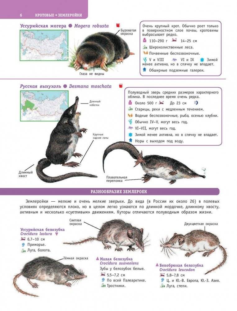 Большой определитель птиц, зверей, насекомых и растений России фото книги 7