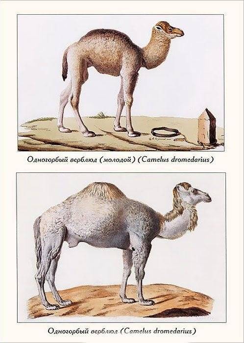 Атлас животных фото книги 2