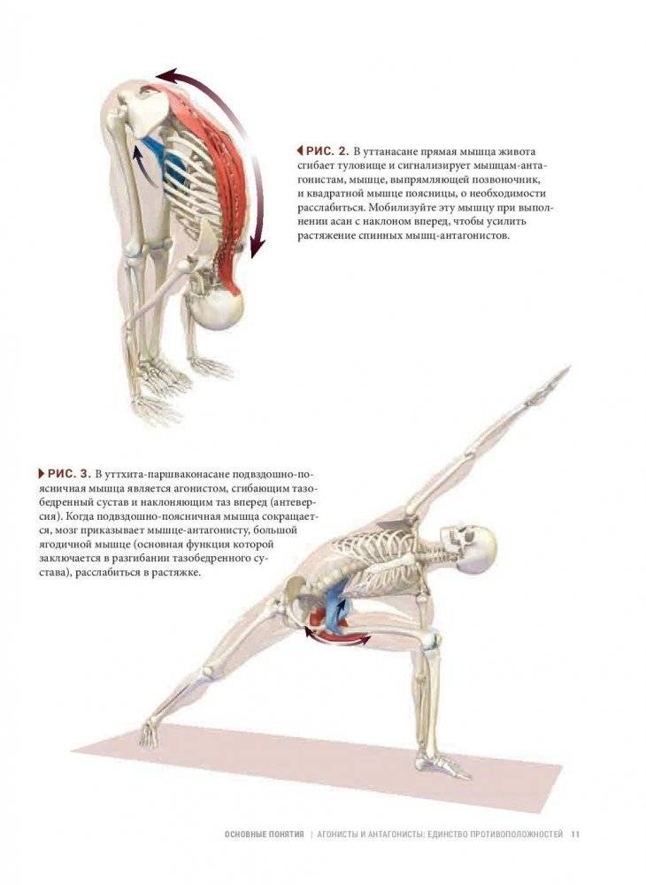 Анатомия виньяса-флоу и асан, выполняемых стоя. Руководство фото книги 9