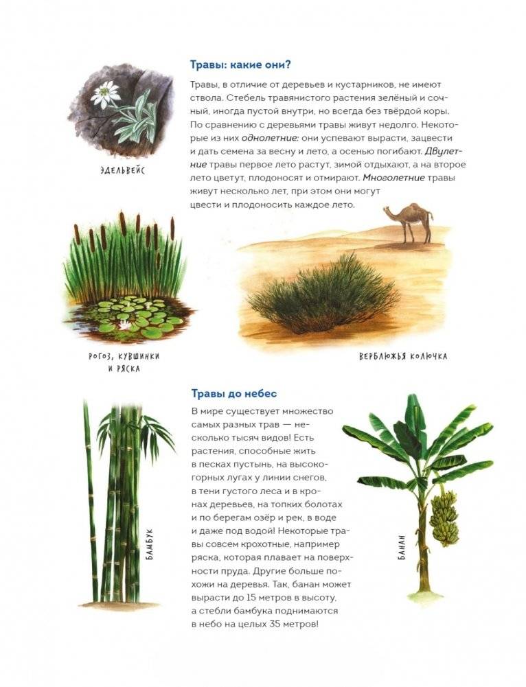 Мой гербарий. Цветы и травы фото книги 6