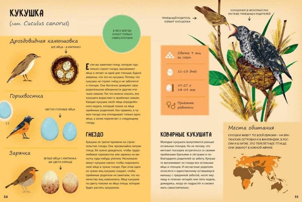 Кто появляется на свет из яйца? фото книги 5