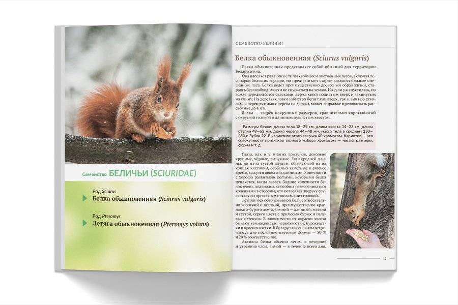 “Животные леса. Грызуны Беларуси” фото книги 5