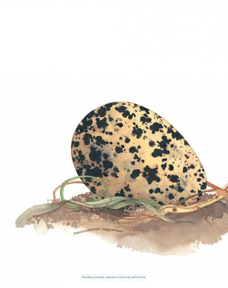 Яйцо любит тишину фото книги 4