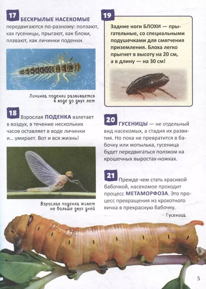 Насекомые. 250 фактов. Энциклопедия российского школьника фото книги 3
