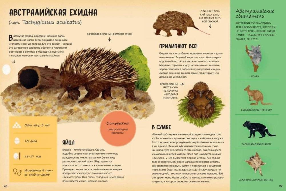 Кто появляется на свет из яйца? фото книги 4