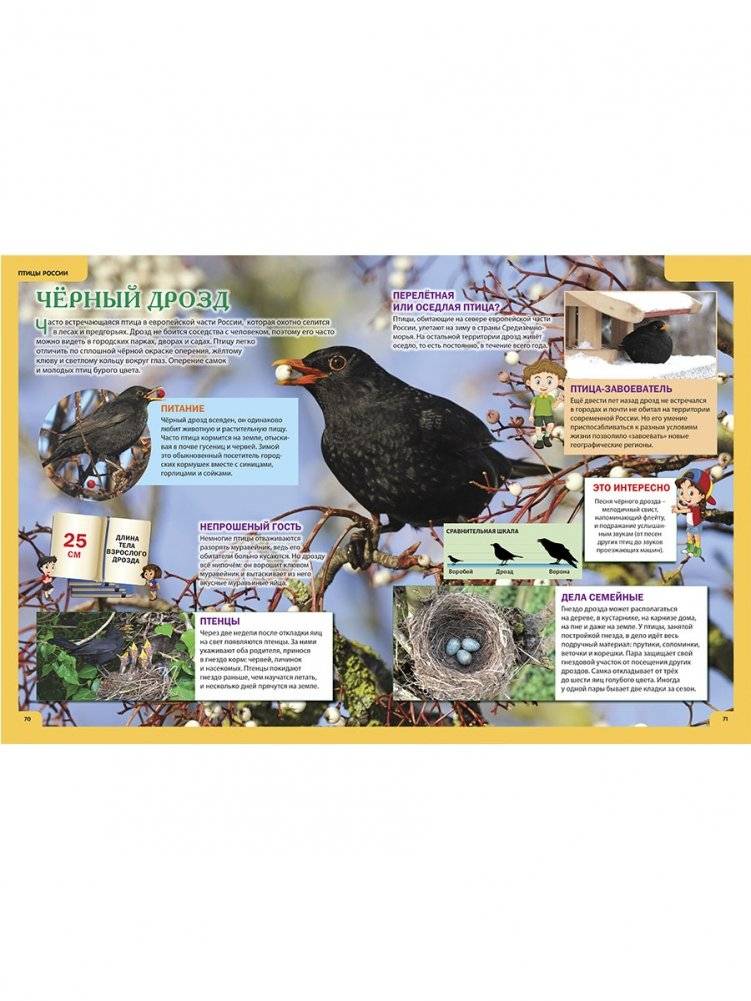 Животные России. Иллюстрированная детская энциклопедия фото книги 6