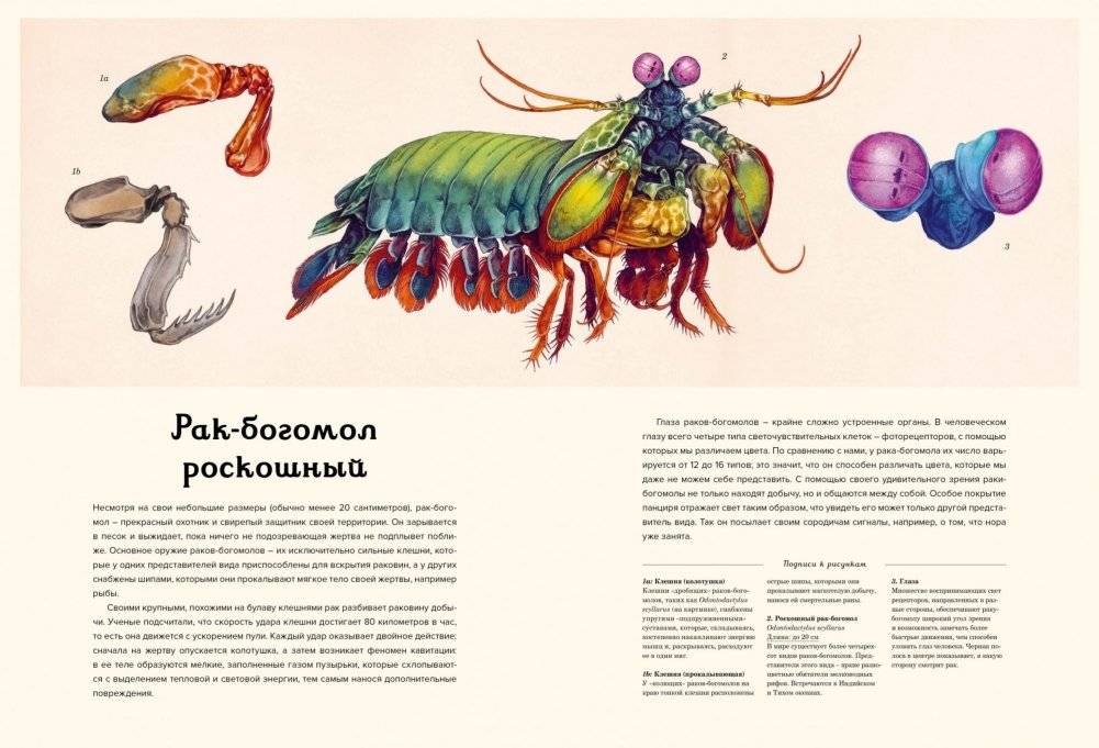 Океанариум фото книги 8