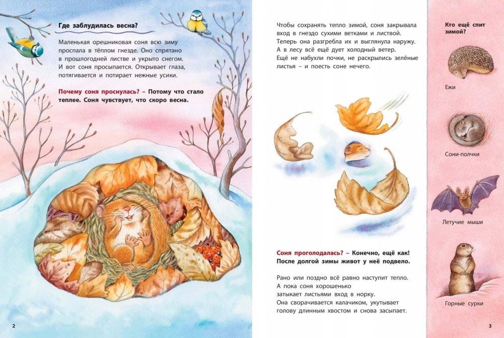 Кто такая орешниковая соня? Познавательные истории фото книги 2