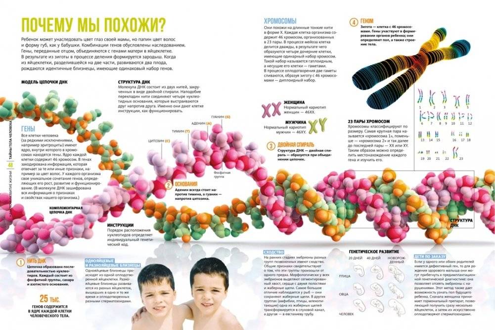 Тайны тела человека. Большая иллюстрированная энциклопедия фото книги 5