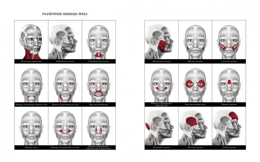 Гимнастика для лица. Натуральный подход к сохранению красоты, молодости и здоровья кожи фото книги 3