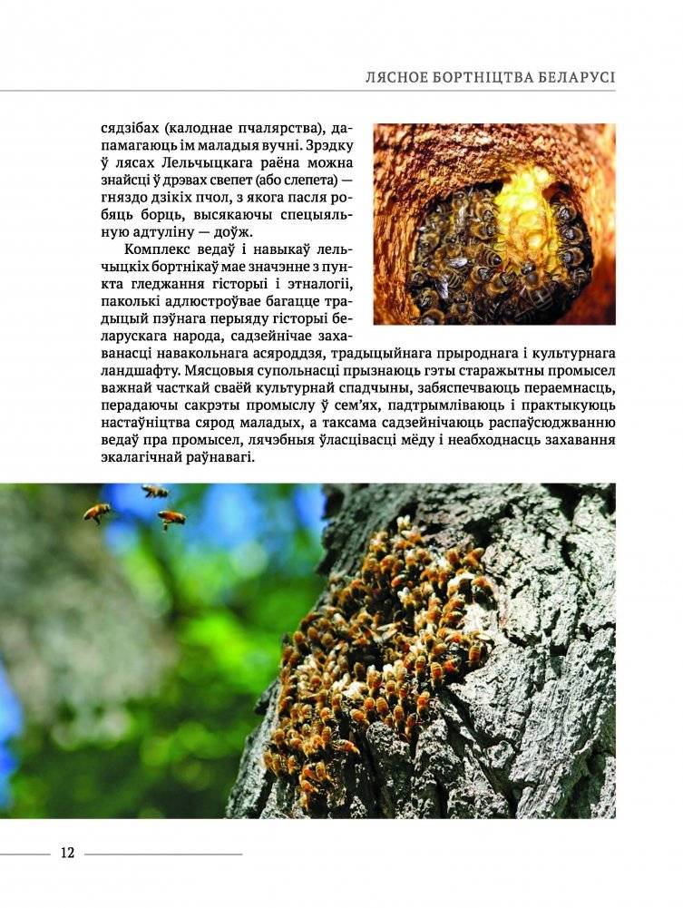 Лясное бортнiцтва Беларусi фото книги 4