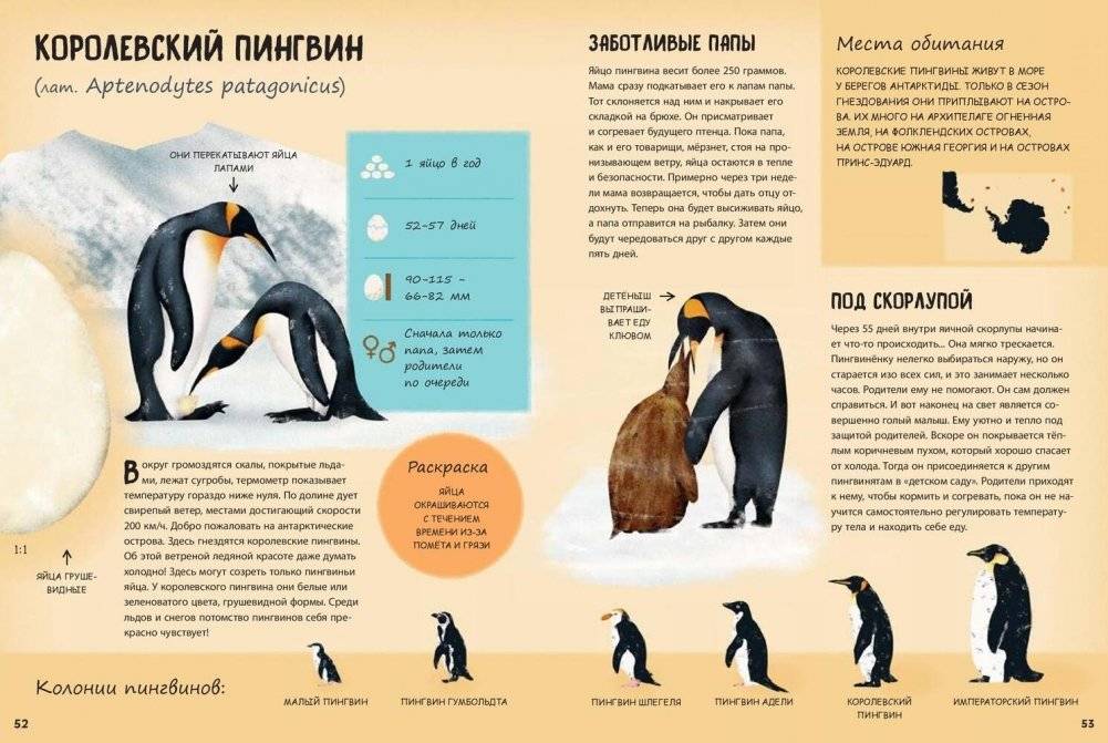 Кто появляется на свет из яйца? фото книги 6