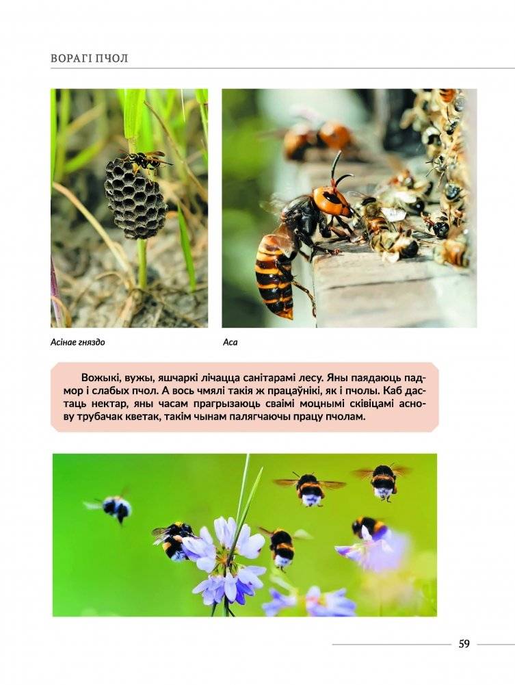 Лясное бортнiцтва Беларусi фото книги 10