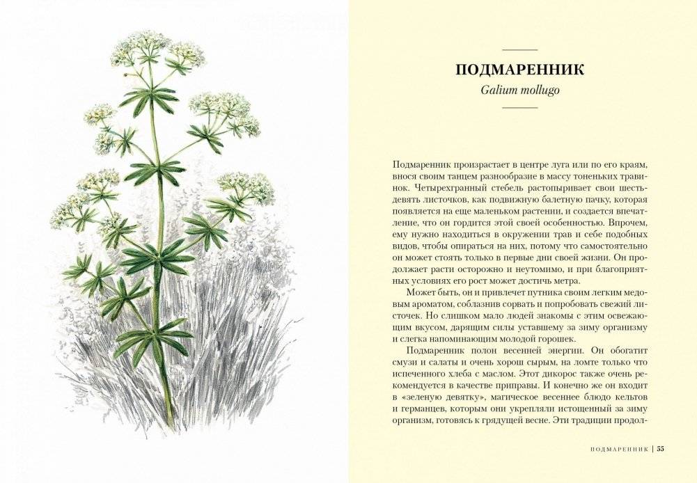 Травы. Природный источник жизненной силы фото книги 6