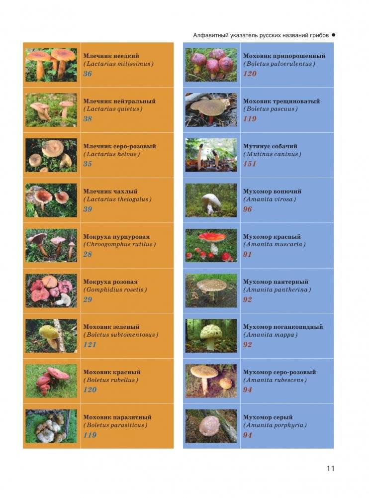 Большая энциклопедия. Грибы. Съедобные и несъедобные. Собираем и готовим. фото книги 12