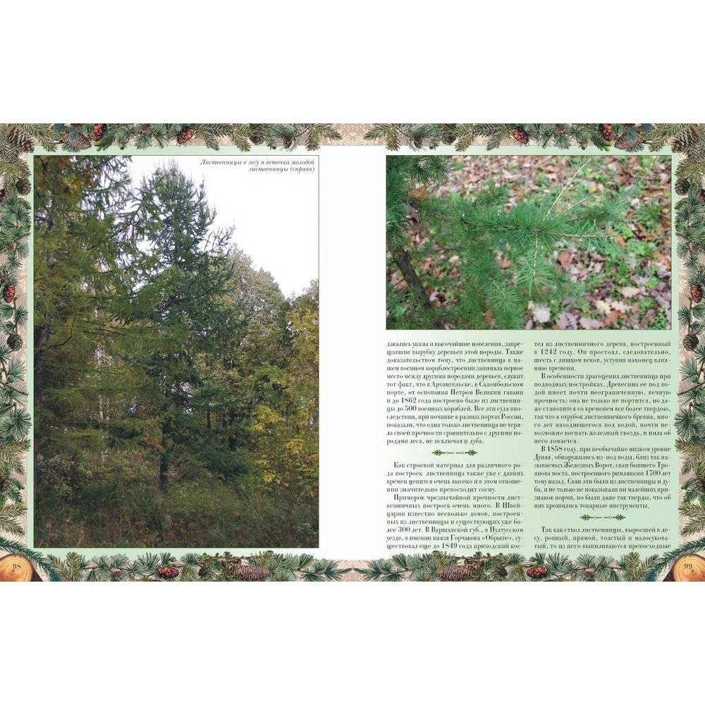 Беседы о русском лесе фото книги 4