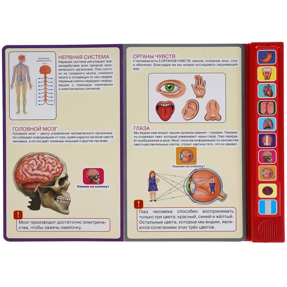 Тело человека. 10 звуковых кнопок фото книги 3