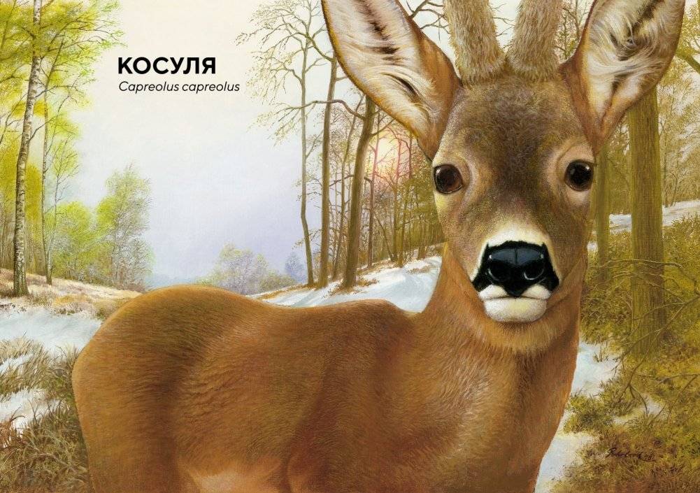 Лесные животные в натуральную величину фото книги 3