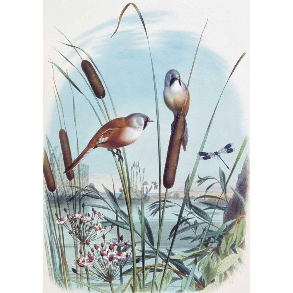 Самые красивые птицы. Иллюстрации Э. Травье фото книги 3