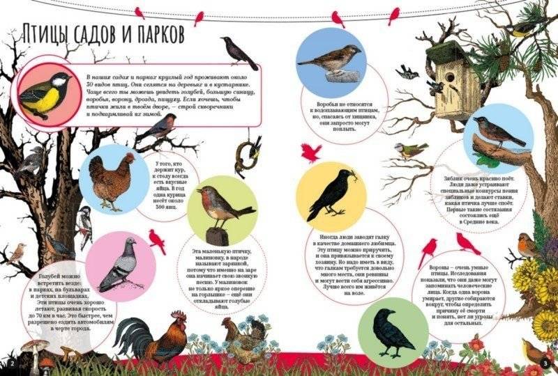 Птицы фото книги 2