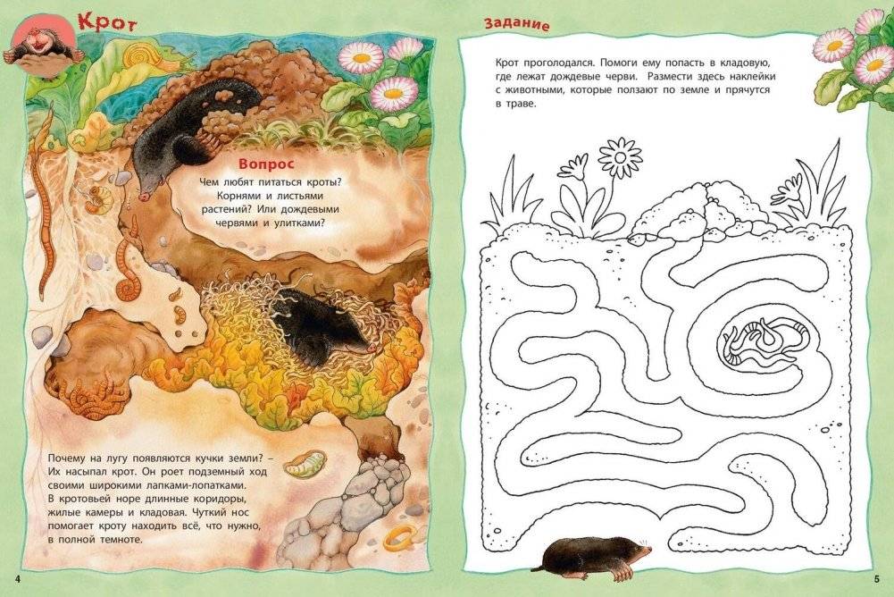 Кто живёт на лугу? Книжка-активити с развивающими заданиями, головоломками, наклейками фото книги 3