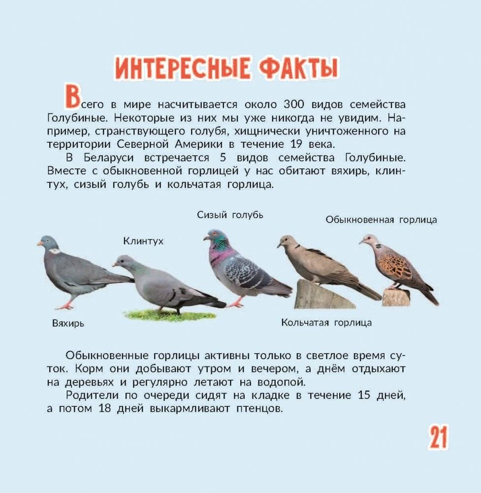 Птица года Беларуси. Обыкновенная горлица фото книги 7
