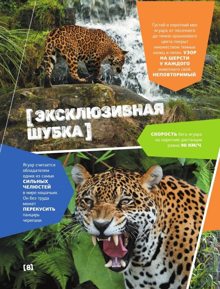 Большая энциклопедия о животных. 500 фотографий и фактов фото книги 7