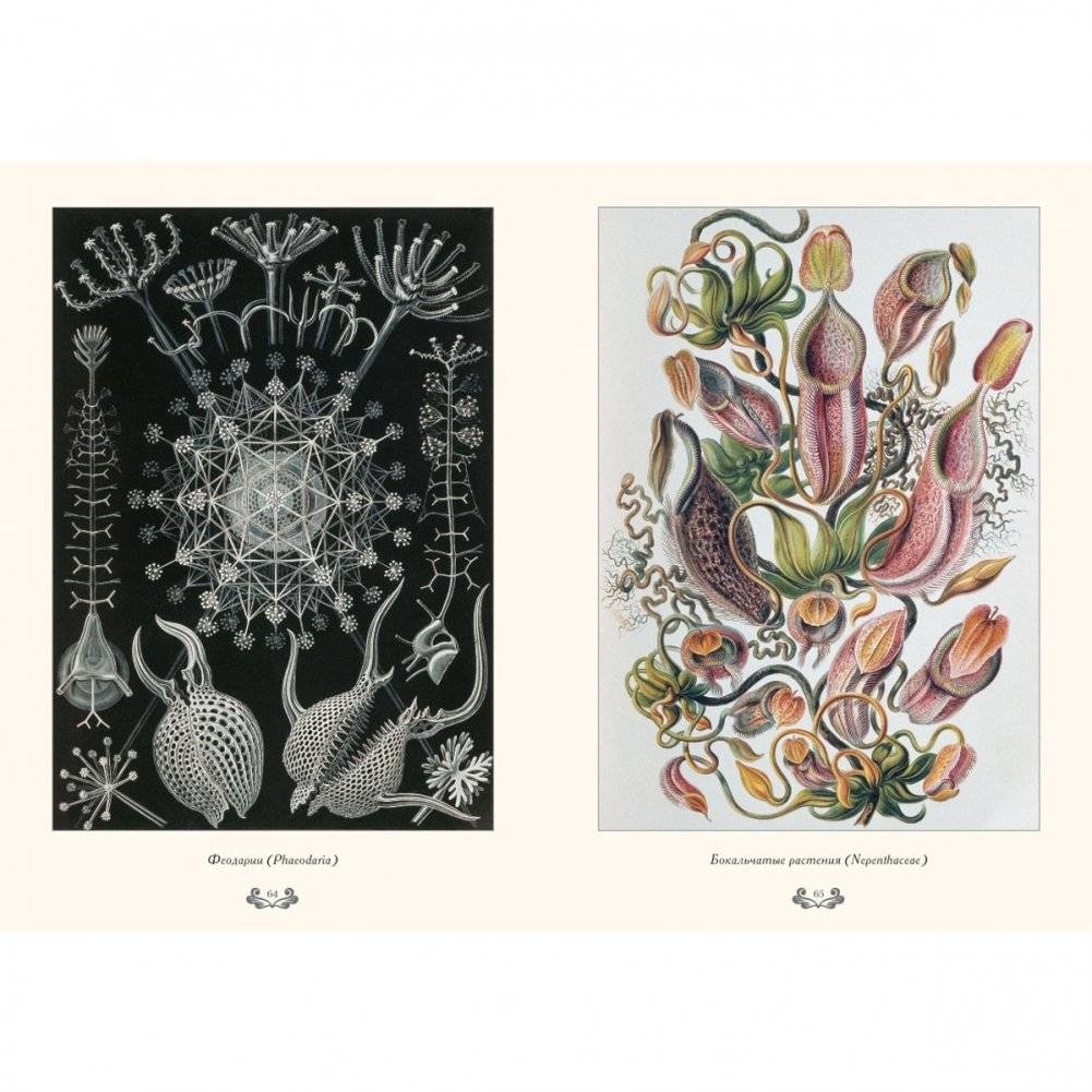 Красота форм в природе фото книги 5