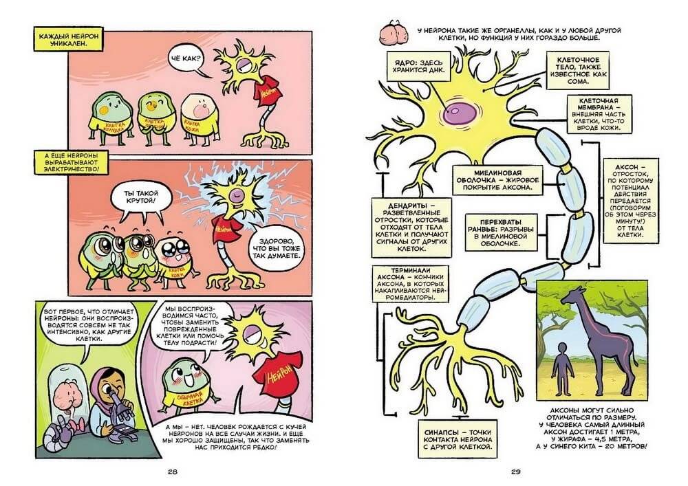 Мозг. Научный комикс фото книги 3
