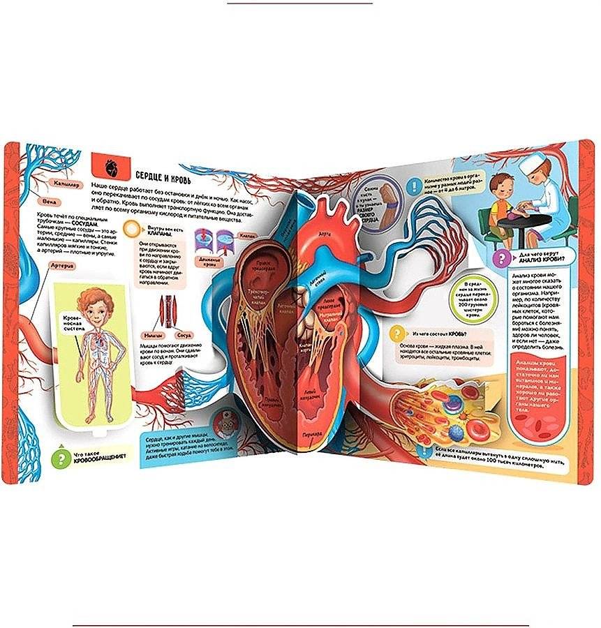 Анатомия. Энциклопедия открытий фото книги 2