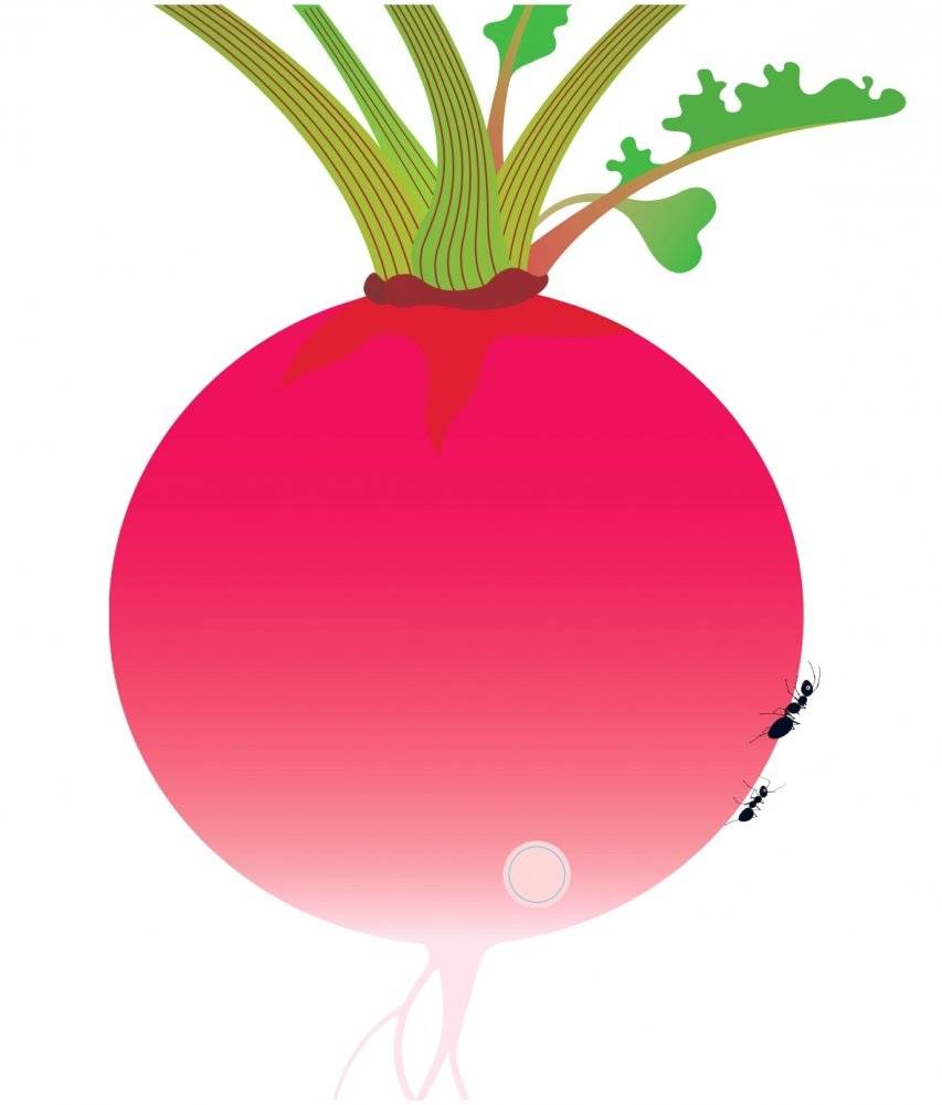 Что за овощ? фото книги 6