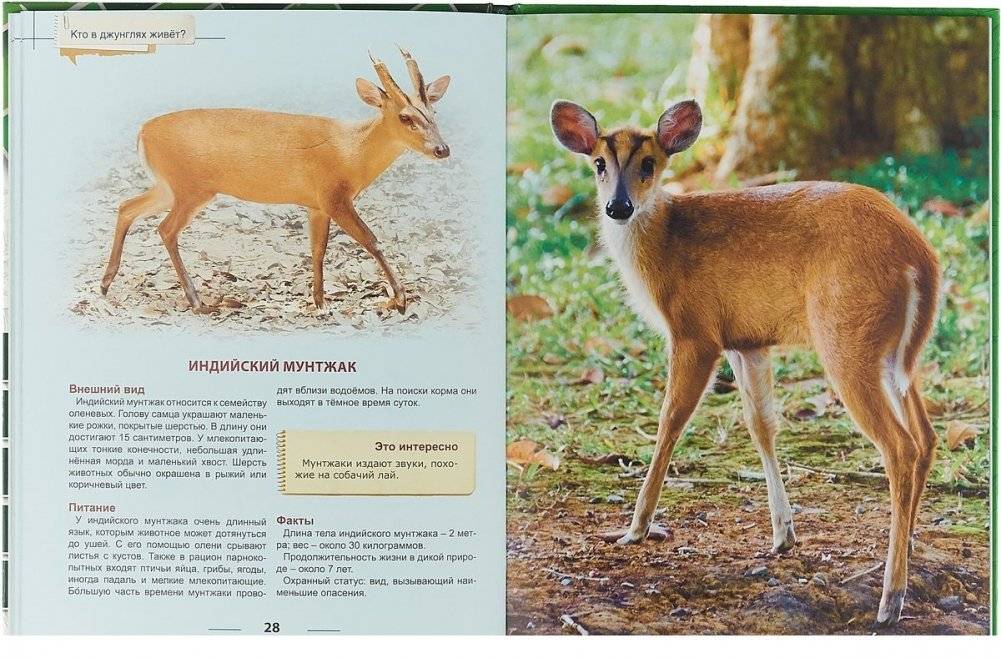 Энциклопедия для детей. Кто в джунглях живет? фото книги 3