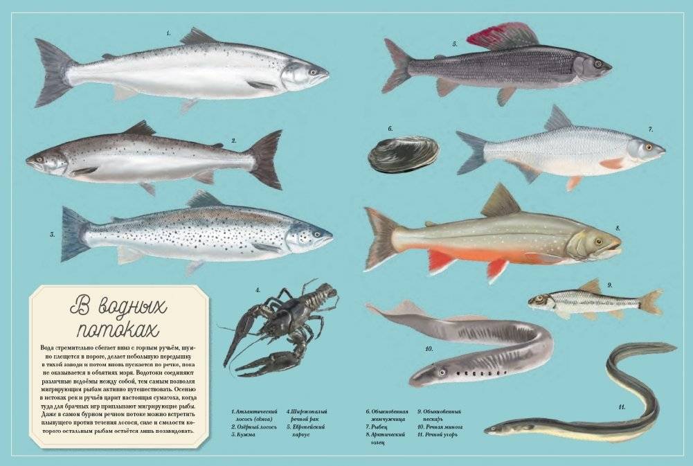 Муми-тролли на рыбалке фото книги 7