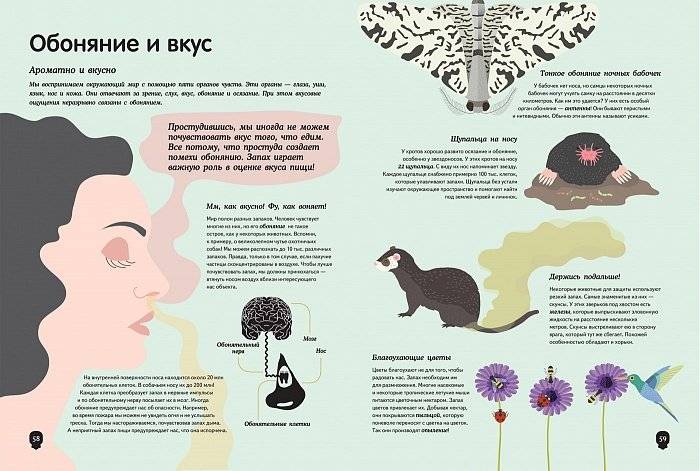 Тело человека. Визуальный гид фото книги 2