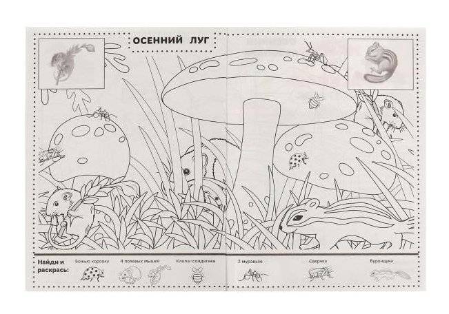 Времена года. Раскраска "Найди и раскрась" с наклейками фото книги 4