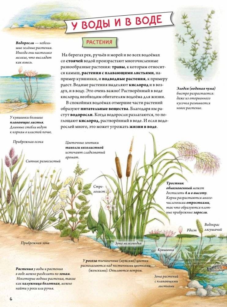 Животные и растения рек, озёр и морей. BIObook А. Толмачёва фото книги 5