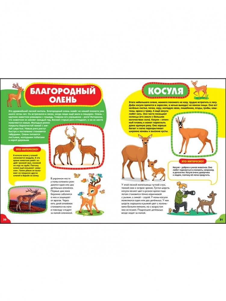 Животные для малышей. Первая энциклопедия для самых маленьких фото книги 6