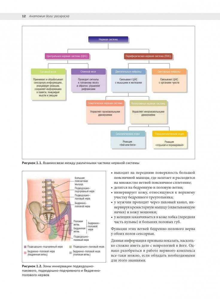 Анатомия йоги: раскраска. Изучите форму и биомеханику более чем 50 асан фото книги 8