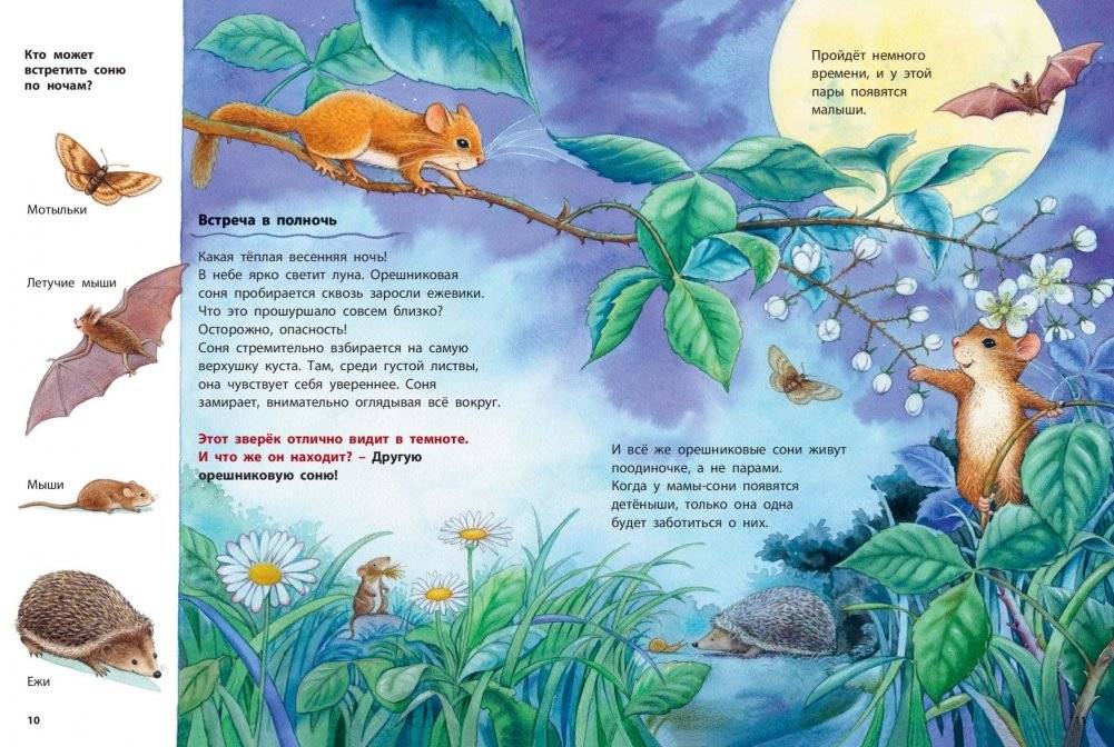 Кто такая орешниковая соня? Познавательные истории фото книги 4