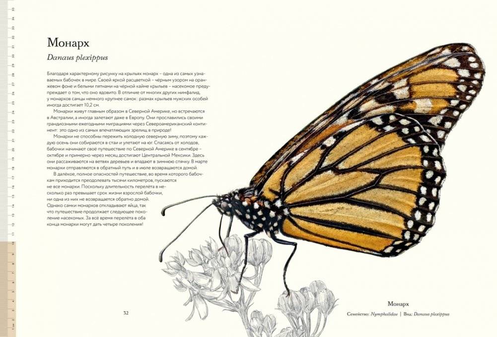 Загадочный мир бабочек фото книги 4